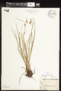 thumbnail image of current specimen