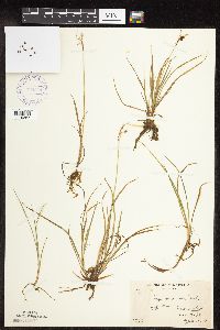 Carex magellanica image