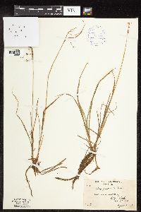 Carex magellanica image