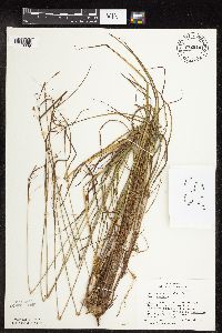 Carex magellanica image