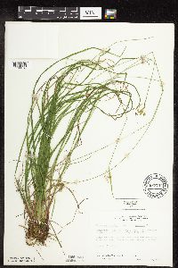 Carex magellanica image