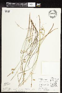 Carex magellanica subsp. irrigua image