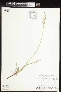 thumbnail image of current specimen