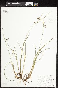 Carex magellanica subsp. irrigua image