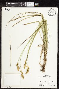 Carex merritt-fernaldii image