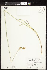 Carex merritt-fernaldii image