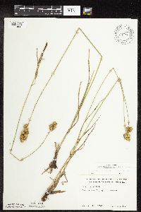 Carex merritt-fernaldii image