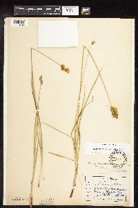 Carex merritt-fernaldii image