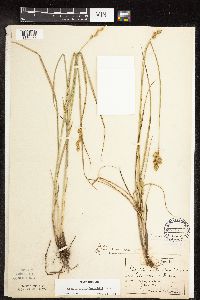 Carex merritt-fernaldii image