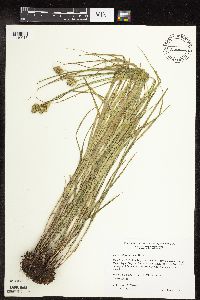 Carex molesta image