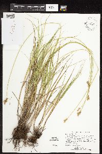 Carex molesta image