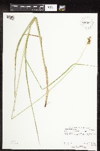 Carex molesta image