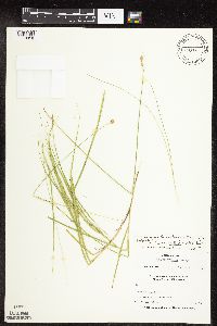 Carex molesta image