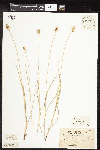 Carex molesta image