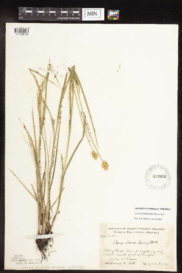 Carex molesta image