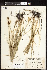 Carex molesta image