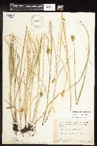 Carex molesta image