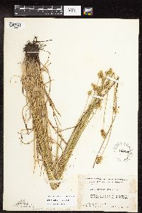 Carex molesta image