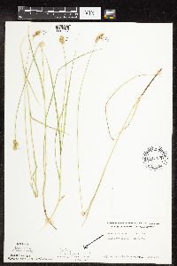 Carex molesta image