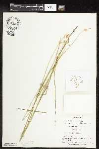 Carex molesta image
