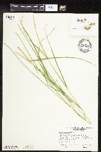 Carex molesta image