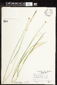 Carex molesta image