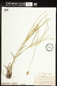 Carex molesta image