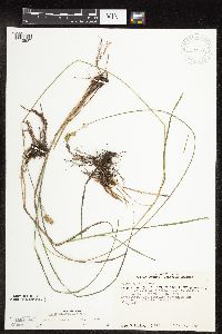 Carex molesta image