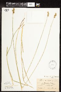 Carex molesta image