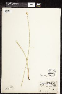 Carex molesta image