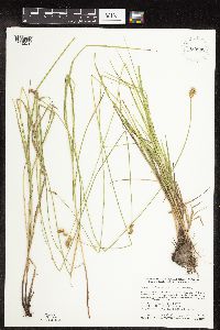 Carex molesta image