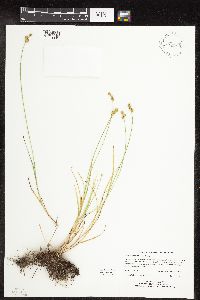 Carex molesta image