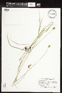 Carex molesta image