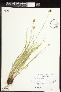 Carex molesta image