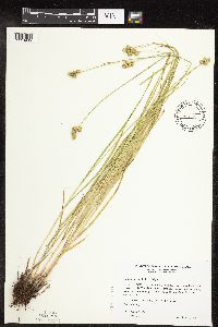 Carex molesta image