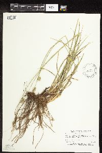 Carex muehlenbergii image