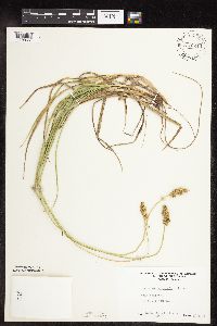 Carex muehlenbergii image