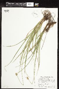 thumbnail image of current specimen