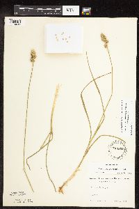 Carex muehlenbergii image