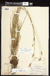 Carex muehlenbergii image