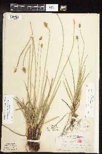 Carex muehlenbergii image