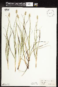 Carex muehlenbergii image