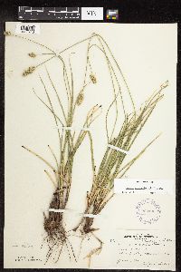 Carex muehlenbergii image