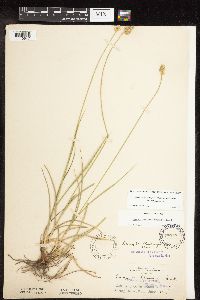 Carex muehlenbergii image
