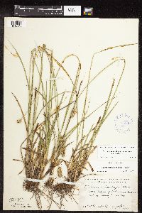 Carex muehlenbergii image
