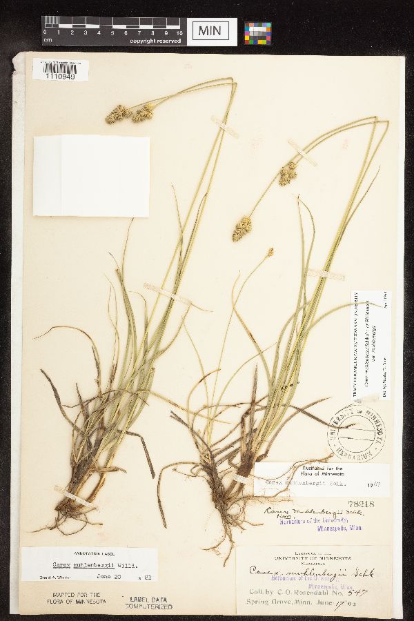 Carex muehlenbergii image