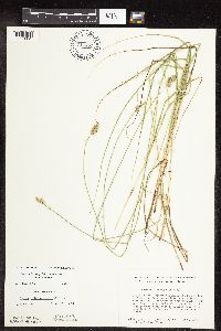 Carex muehlenbergii image