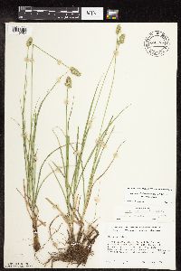 Carex muehlenbergii image
