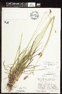 Carex muehlenbergii image