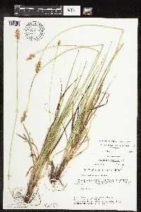 Carex muehlenbergii image